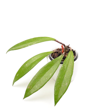 Hoya pubicalyx, Größe S, Nr. 4