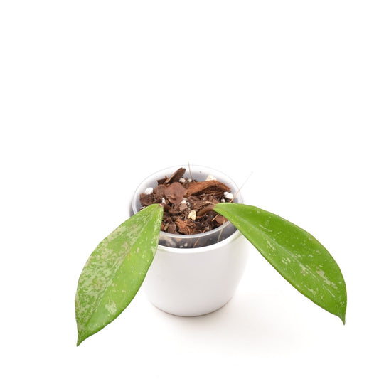 Hoya pubicalyx, Größe S, Nr. 2