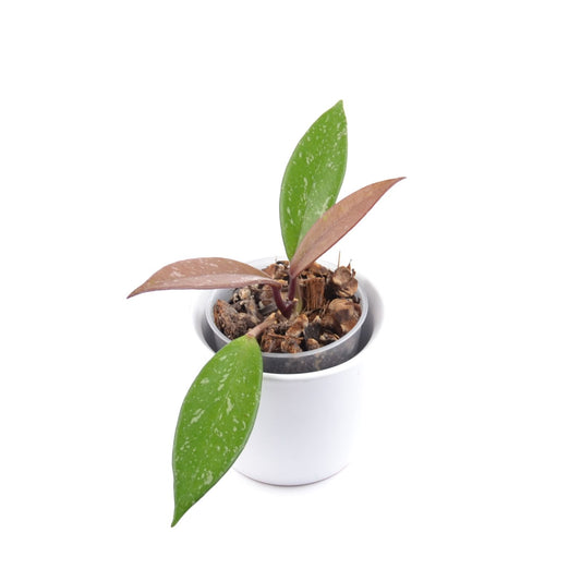 Hoya pubicalyx, Größe S, Nr. 6