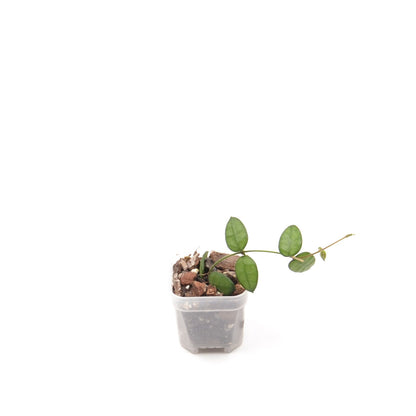 Dischidia hirsuta, Größe S, Nr. 2