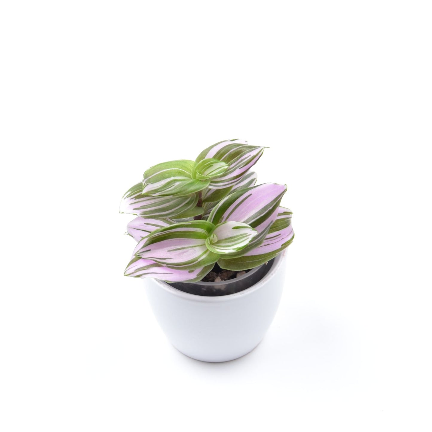 Tradescantia (Continental Group) ‘Frosted Blush’, Größe S