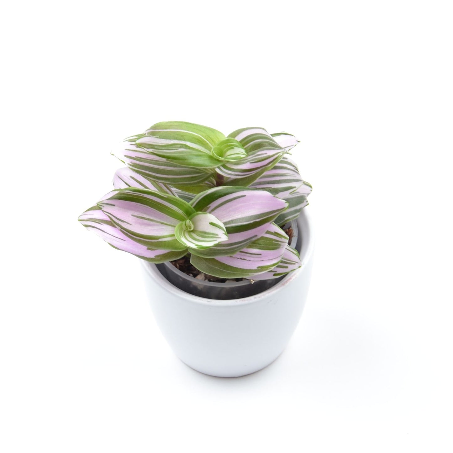 Tradescantia (Continental Group) ‘Frosted Blush’, Größe S