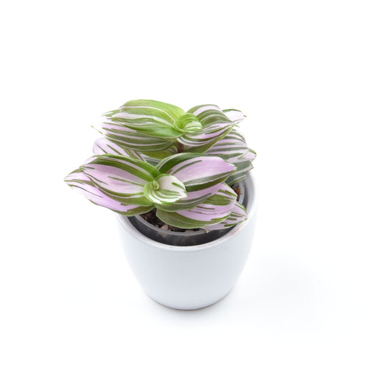 Tradescantia (Continental Group) ‘Frosted Blush’, Größe S
