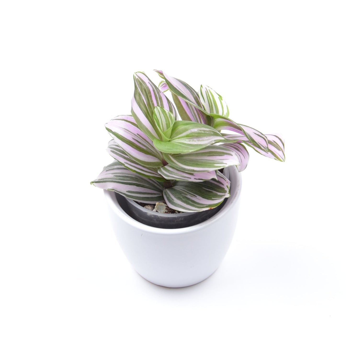 Tradescantia (Continental Group) ‘Frosted Blush’, Größe S