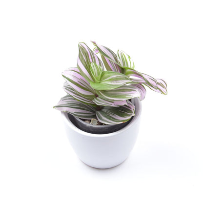 Tradescantia (Continental Group) ‘Frosted Blush’, Größe S