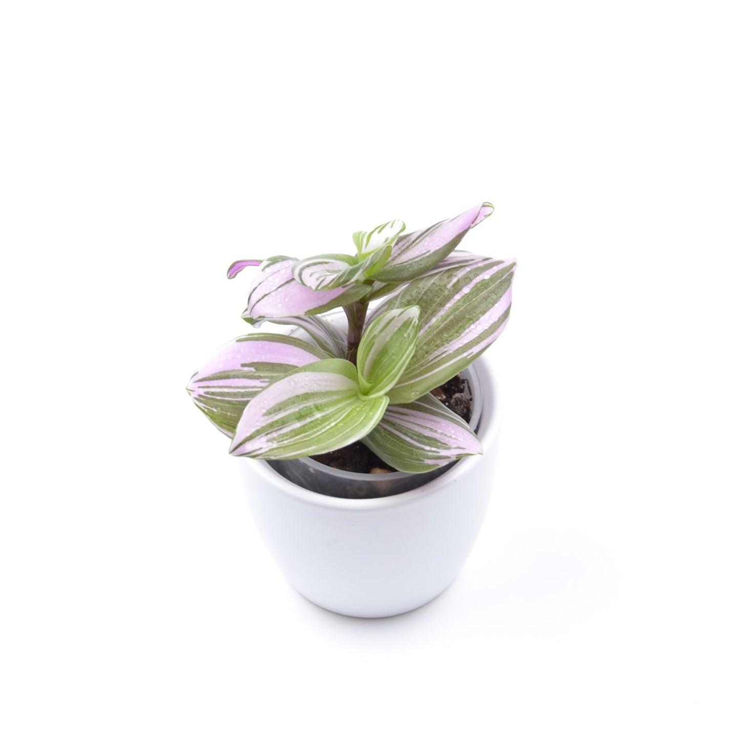 Tradescantia (Continental Group) ‘Frosted Blush’, Größe S