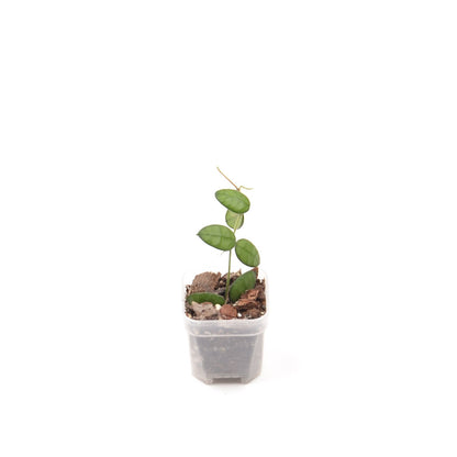 Dischidia hirsuta, Größe S, Nr. 2