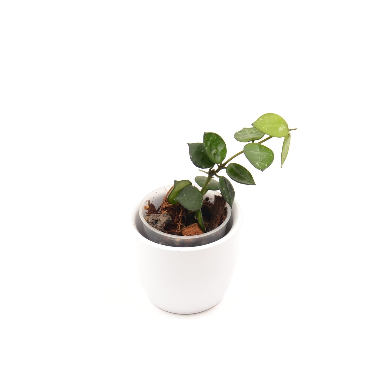 Hoya lacunosa RHM 023-1 'My little runaway', Größe S, Nr. 7