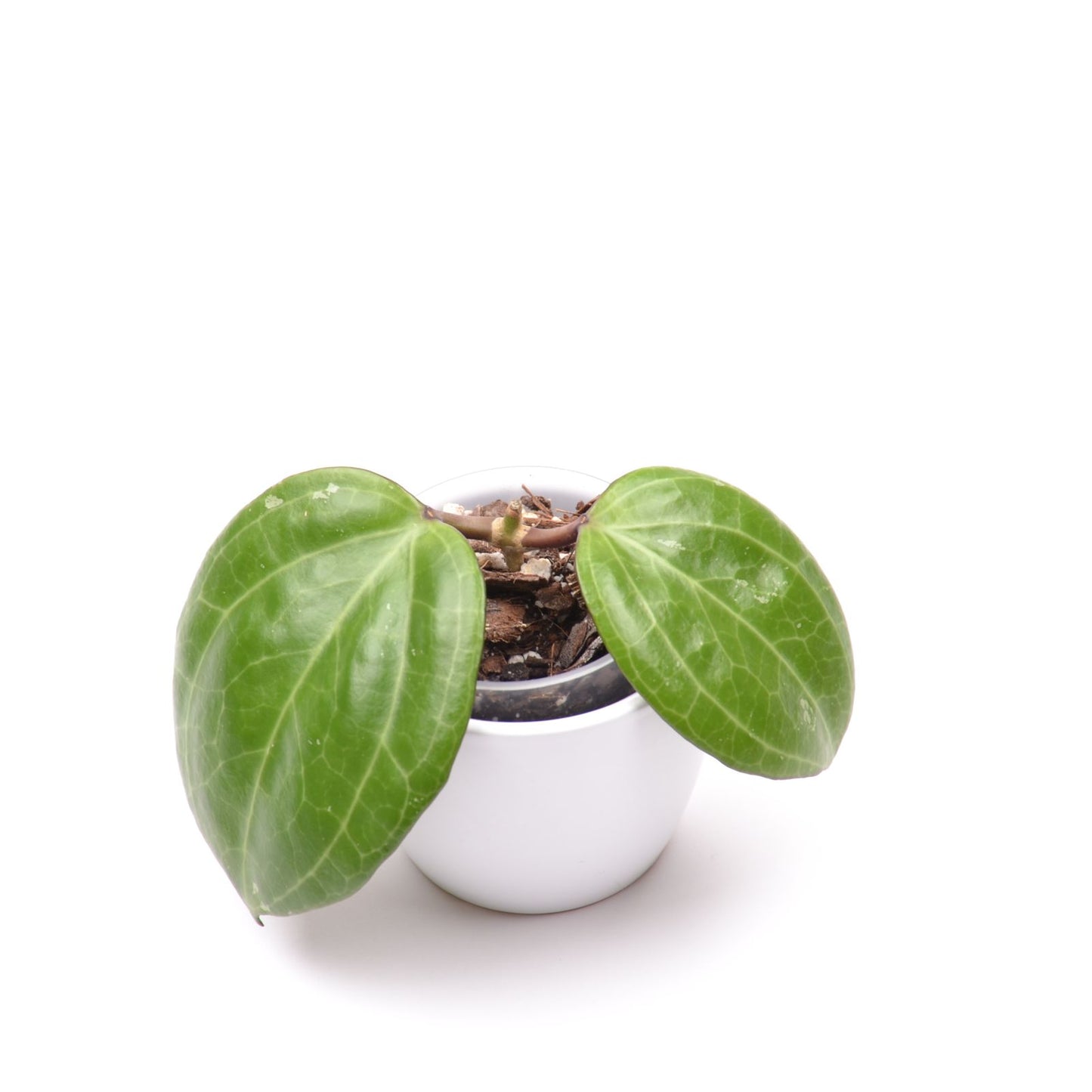 Hoya sp. Sarawak, Größe S, Nr. 1