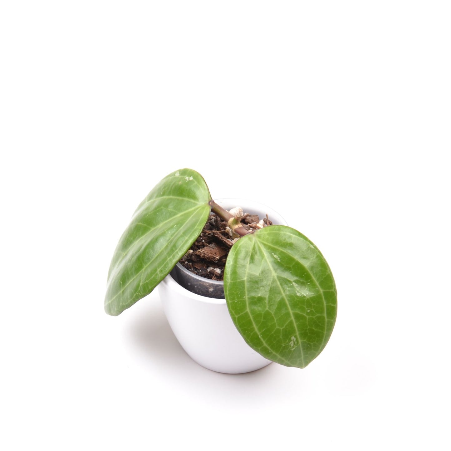 Hoya sp. Sarawak, Größe S, Nr. 1