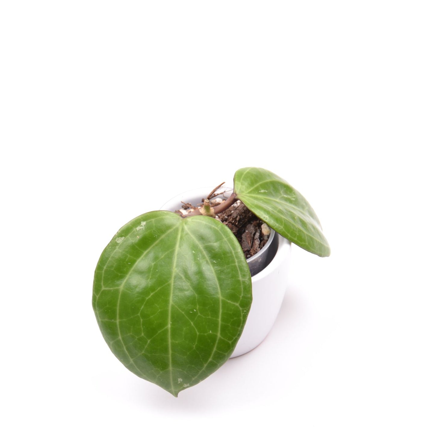 Hoya sp. Sarawak, Größe S, Nr. 1