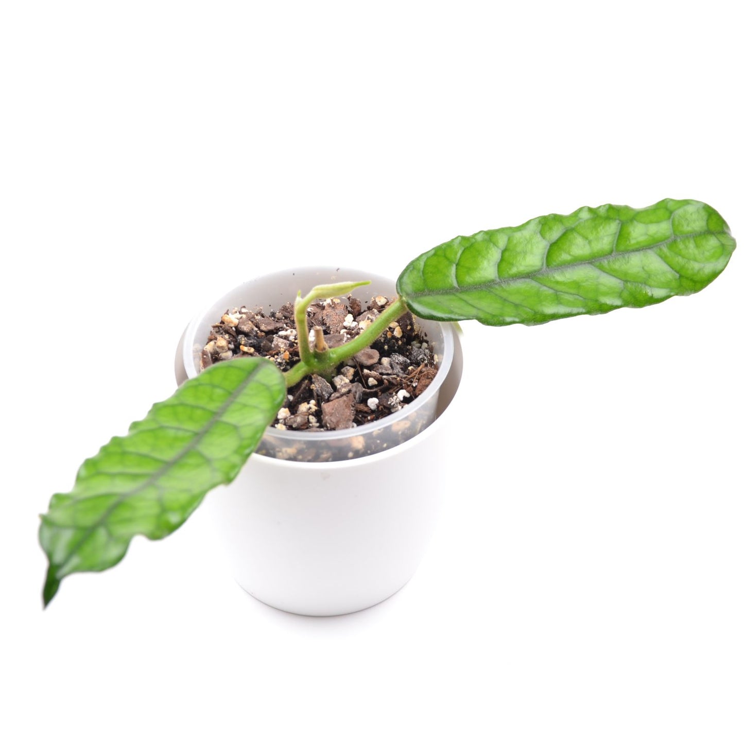 Hoya sp. Welsh Mountain Zoo, Größe S, Nr. 1