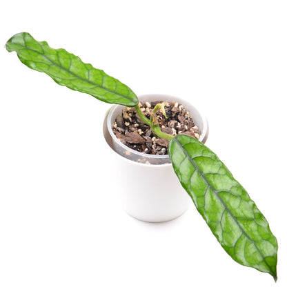 Hoya sp. Welsh Mountain Zoo, Größe S, Nr. 1