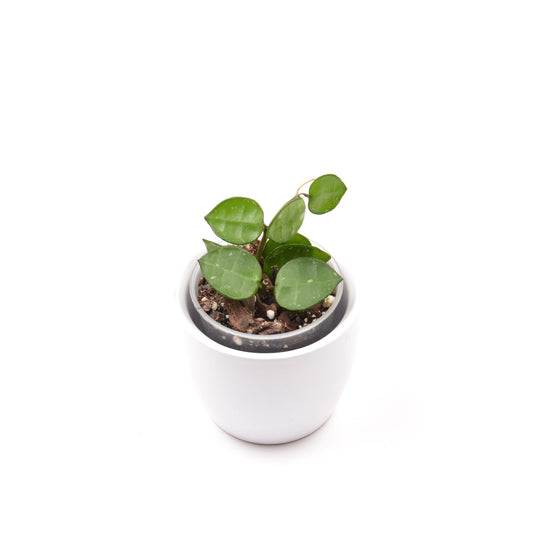 Hoya lacunosa RHM 023-1 'My little runaway', Größe S, Nr. 2