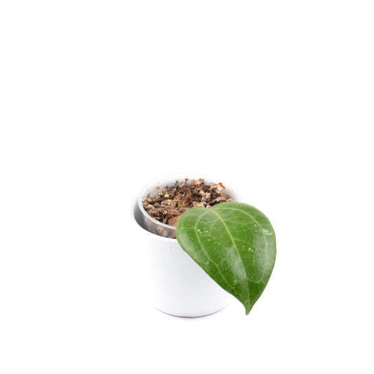 Hoya sp. Sarawak, Größe S, Nr. 3