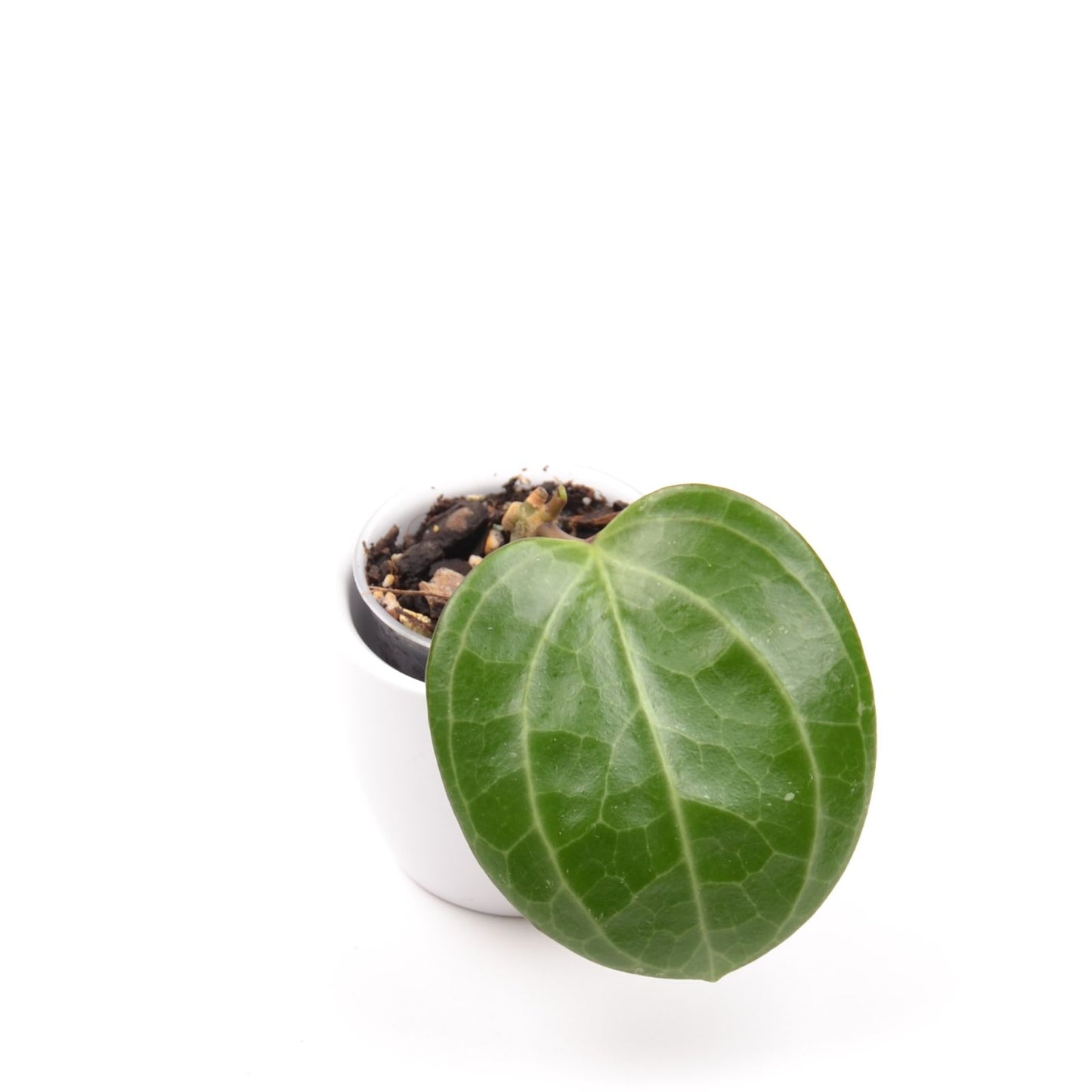 Hoya sp. Sarawak, Größe S, Nr. 2