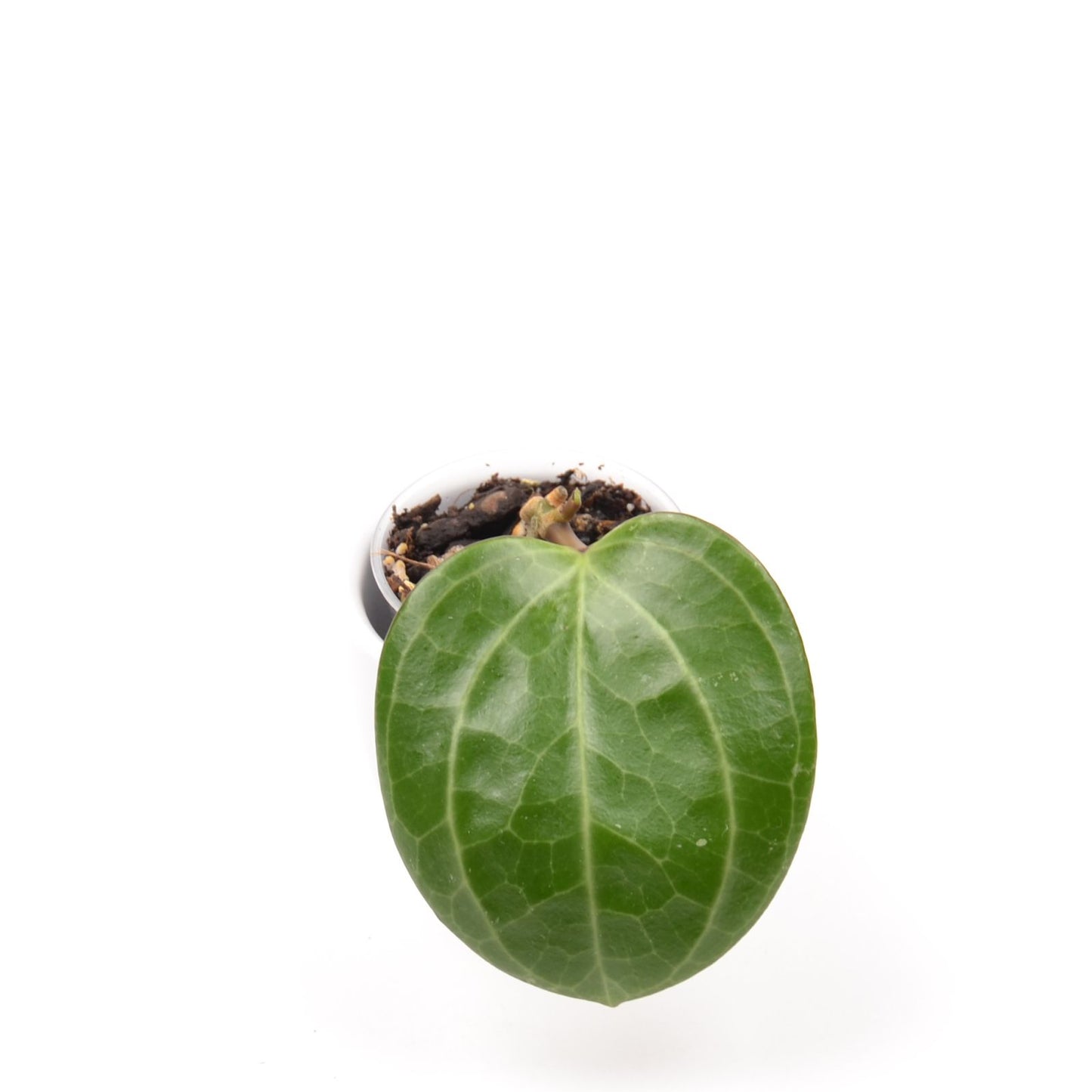 Hoya sp. Sarawak, Größe S, Nr. 2