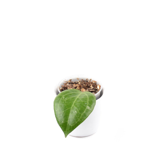Hoya sp. Sarawak, Größe S, Nr. 3