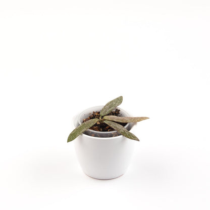 Hoya sigillatis, Größe S, Nr. 1
