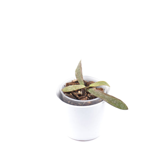 Hoya sigillatis, Größe S, Nr. 2