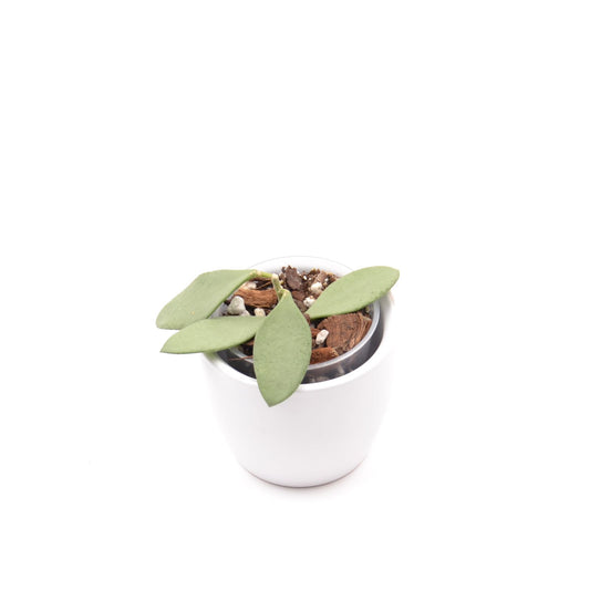 Hoya nummularioides silver, Größe S, Nr. 2