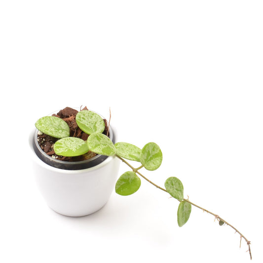 Hoya cv. Mathilde (splash), Größe S, Nr. 1