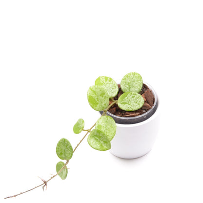 Hoya cv. Mathilde (splash), Größe S, Nr. 1