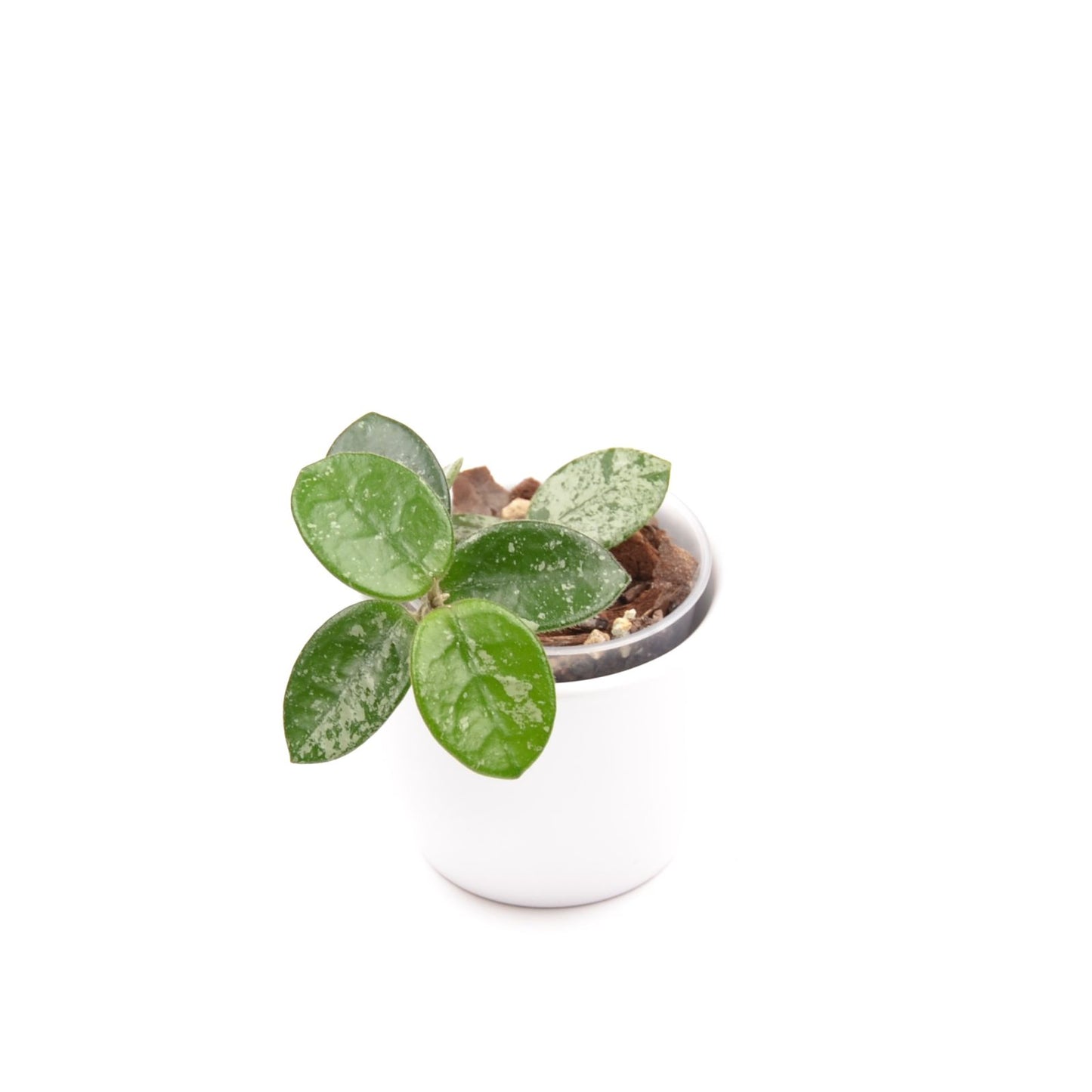 Hoya cv. Mathilde (splash), Größe S, Nr. 4