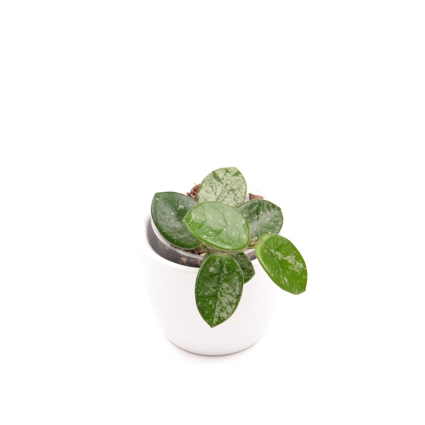 Hoya cv. Mathilde (splash), Größe S, Nr. 4