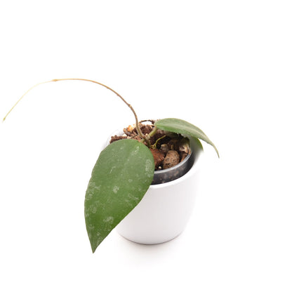 Hoya caudata ‘Sumatra’, Größe S, Nr. 5