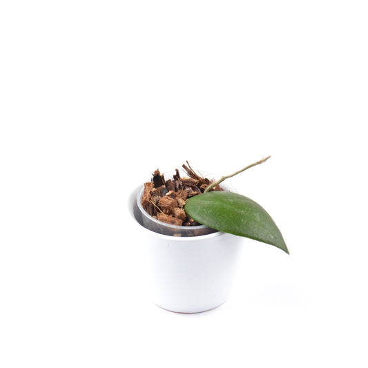 Hoya caudata ‘Sumatra’, Größe S, Nr. 7