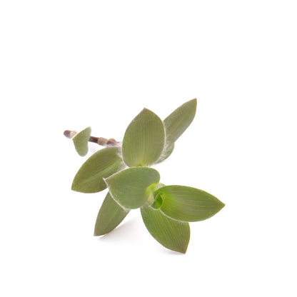 Tradescantia ‘Pale Puma’, Ableger