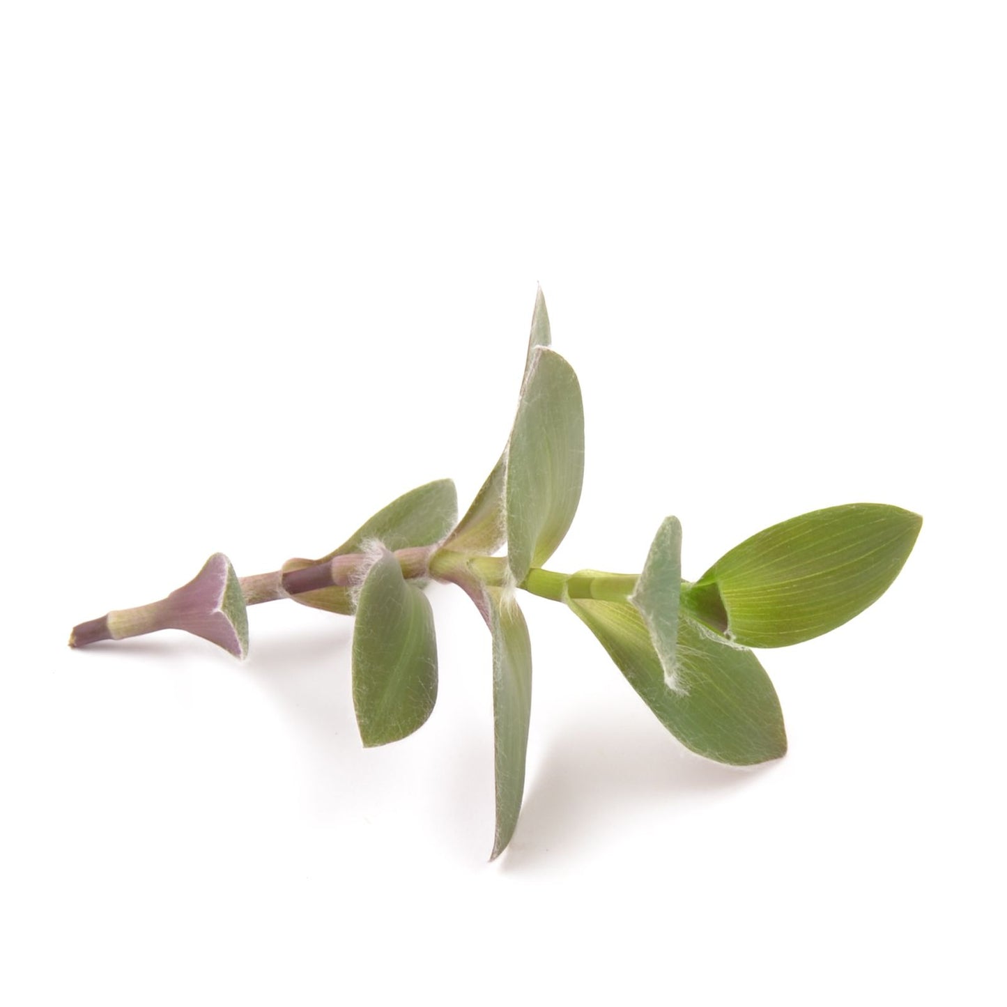 Tradescantia ‘Pale Puma’, Ableger