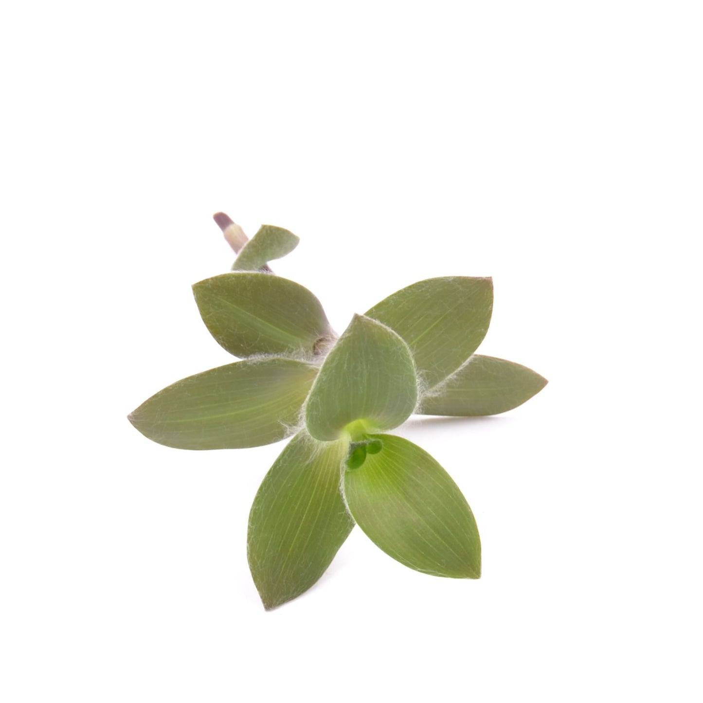 Tradescantia ‘Pale Puma’, Ableger