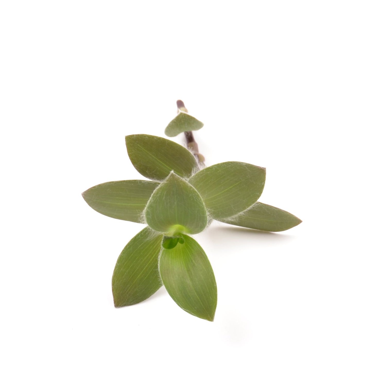 Tradescantia ‘Pale Puma’, Ableger