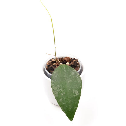 Hoya caudata ‘Sumatra’, Größe S, Nr. 4