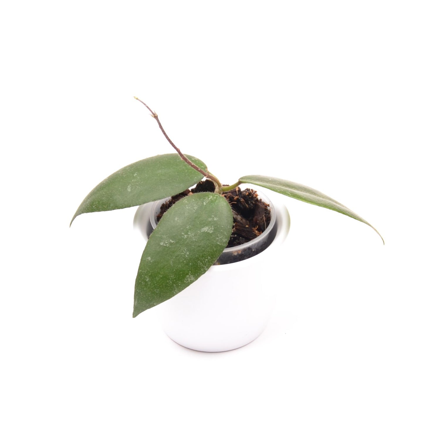 Hoya caudata ‘Sumatra’, Größe S, Nr. 6