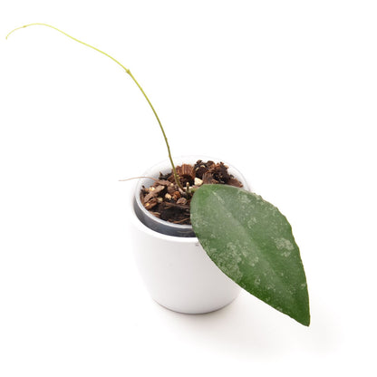 Hoya caudata ‘Sumatra’, Größe S, Nr. 4