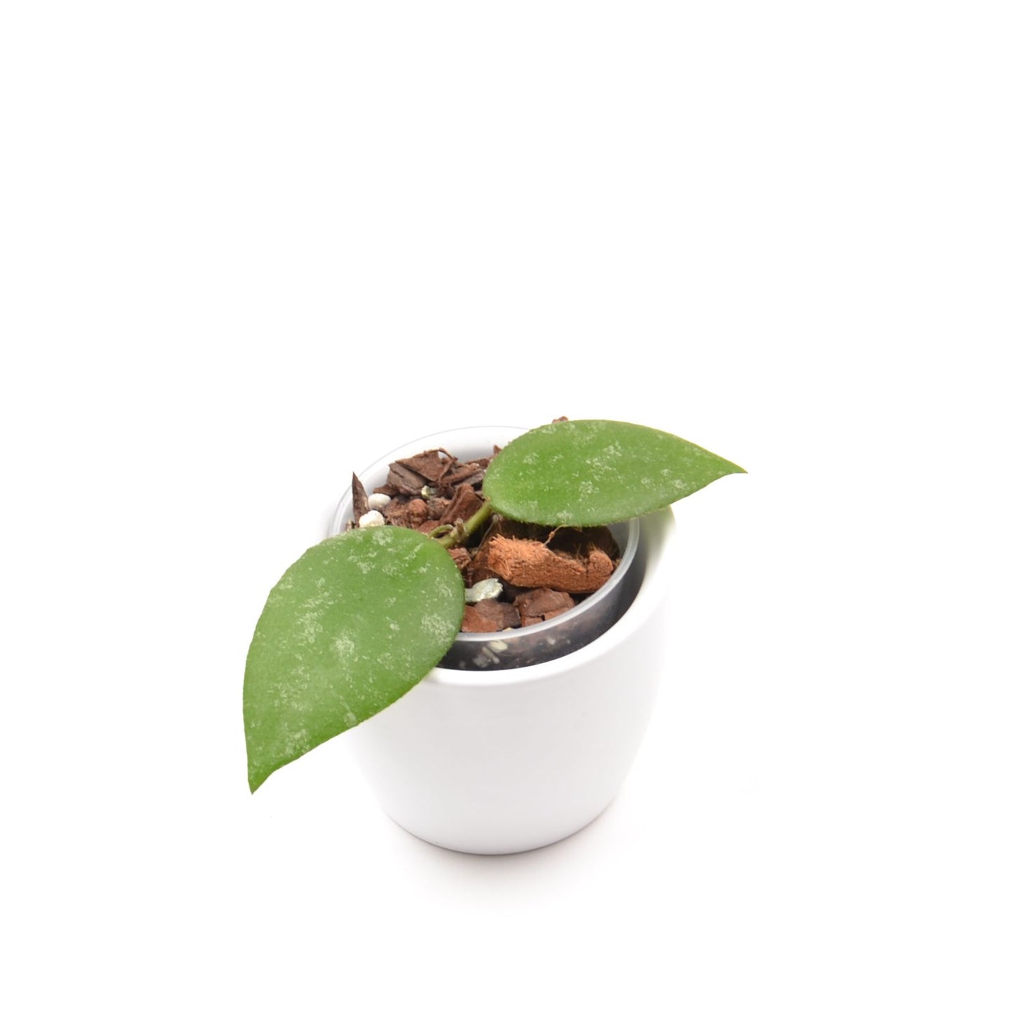 Hoya caudata ‘Sumatra’, Größe S, Nr. 2