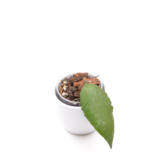 Hoya caudata ‘Sumatra’, Größe S, Nr. 3