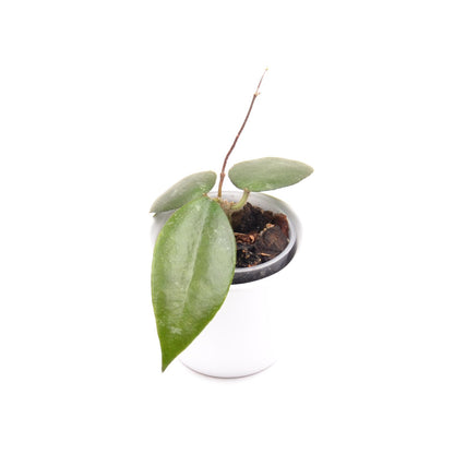 Hoya caudata ‘Sumatra’, Größe S, Nr. 6