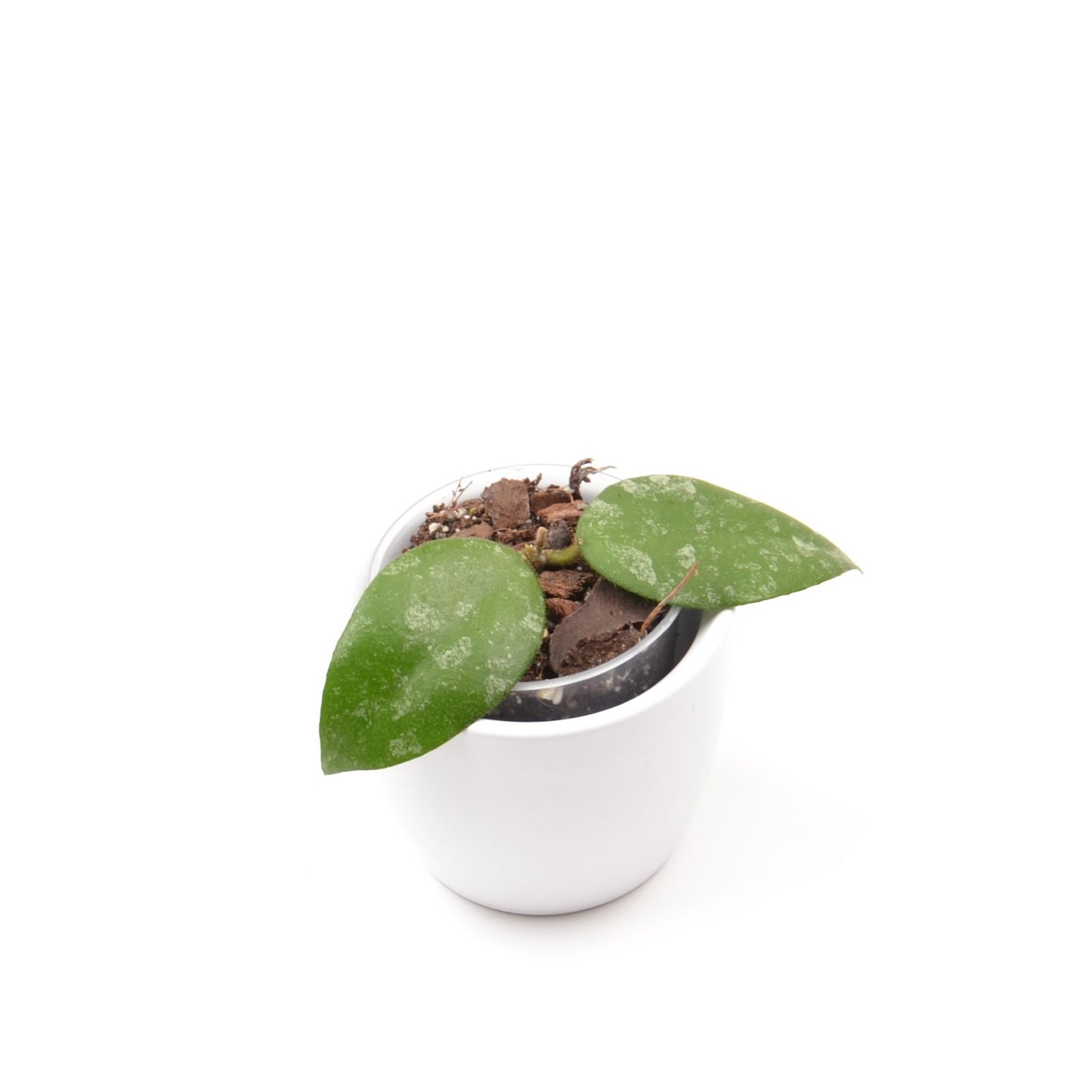 Hoya caudata ‘Sumatra’, Größe S, Nr. 1