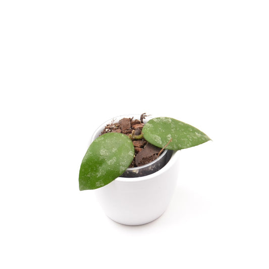 Hoya caudata ‘Sumatra’, Größe S, Nr. 1