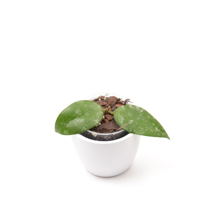 Hoya caudata ‘Sumatra’, Größe S, Nr. 1