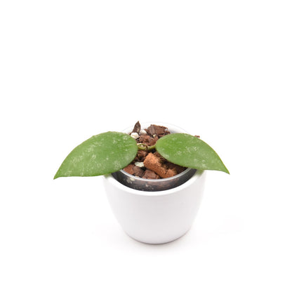 Hoya caudata ‘Sumatra’, Größe S, Nr. 2