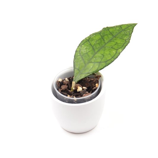 Hoya finlaysonii (West of Thailand), Größe S, Nr. 2