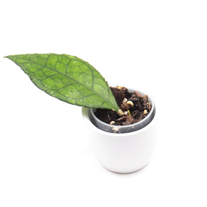 Hoya finlaysonii (West of Thailand), Größe S, Nr. 2