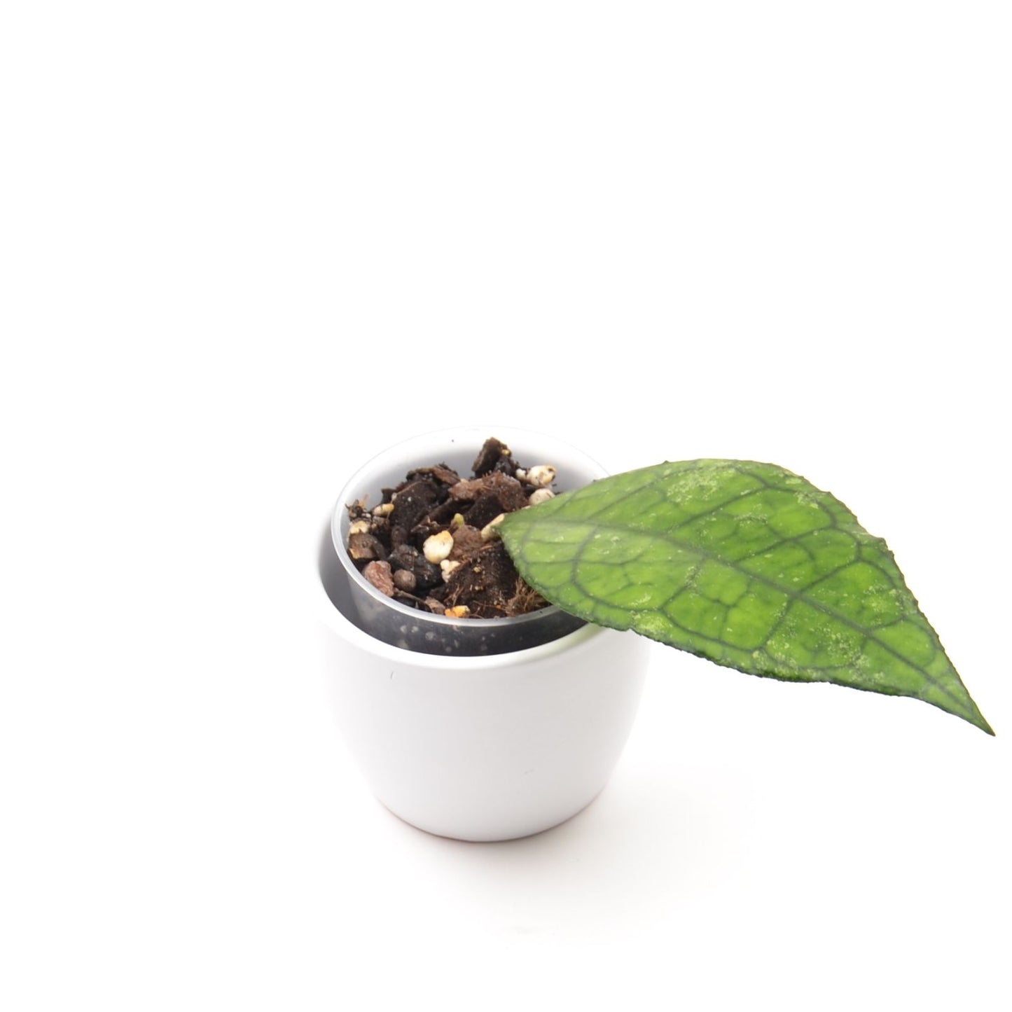 Hoya finlaysonii (West of Thailand), Größe S, Nr. 2