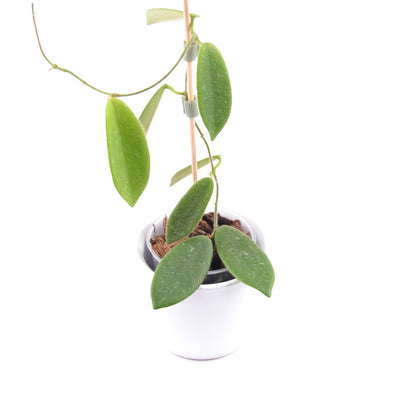 Hoya thomsonii, Größe S, Nr. 7