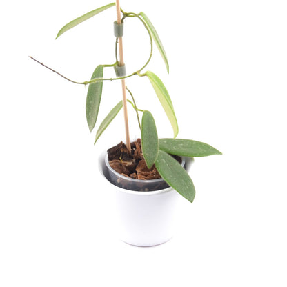 Hoya thomsonii, Größe S, Nr. 7